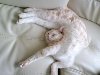 Прикольные и смешные фотографии кошек - Кошки спят!