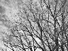 фото: Серия: черно-белые деревья. | фотограф: Евгений Павленко