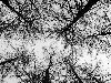 Как травинки смотрят вверх - деревья лиственицы чёрно-белые ветки фракталы ...