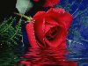 Красивые цветы, розы. картинки, фото, видео