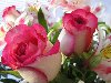Красивые цветы, розы. картинки, фото, видео. Роза относится к роду шиповника ...