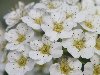 Цветы - Белые цветы яблони
