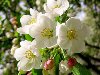 Белые цветки яблони