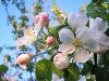 Цветы яблони (7)