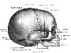 Развитие и возрастные особенности костей черепа