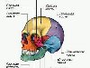Кости мозгового черепа образуют вместилище для головного мозга.