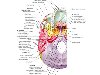 Анатомия черепа - наружное основание (basis cranii externa)