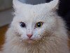 белый кот с разными глазами, кастрирован, живет в подъезде, может кому нужен ...