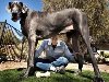 10 Смешные громадные собаки (ФОТО). Собака действительно напоминает лошадь