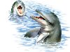Вокруг плавают обученные дельфины, которые контактируют с людьми.