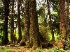 Фото из самой глухой чащи дремучего леса. 6 фото. Дремучий лес. Фото 2: