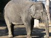 No.5654 Индийский слон