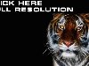 Обои Тигры Большие кошки Взгляд Морда 3D Графика Животные