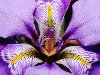 Скачать оригинал: Фиолетовый цветок подарок на 8 марта - 2560x1600