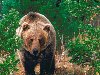Идущий по хвойному лесу, животные, медведи, морда 1600х1200