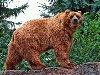 Медведь в лесу на бревне, обои для рабочего стола, размер: 1024x768 пикселей