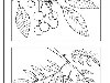 raskraska vetka list 01 723x1024 Раскраски: Листья. Веточки деревьев