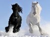 Лошади кони, белый, вороной, галоп, снег картинка, обои рабочий стол