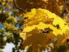 Обои для рабочего стола: Кленовые листья Осень