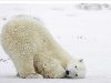Белые медведи (лат. Ursus maritimus) (англ. Polar Bear)
