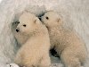 Белые медведи (лат. Ursus maritimus) (англ. Polar Bear). Медвежата