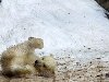 Белые медвежата в московском зоопарке