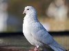 Широкоформатные обои Белый голубь, Красивый белый голубь