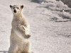 Скачать оригинал: Белый медвежонок - 2560x1600. вырезать нужный размер