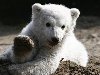Белый медвежонок Кнут впервые появляется на публике 23 марта 2007 года.