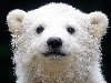 прикольный белый медвежонок, white bear, скачать фото, обои для рабочего ...