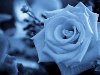 Голубые розы Тегерана