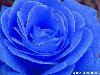 Вы когда-нибудь видели голубую розу? Эксперты говорят, что такую розу ...