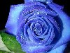 Голубые розы ...