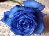 В Японии получены настоящие синие розы. Новый сорт цветов был получен путем ...