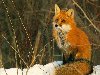 Дикое, хищное животное лиса: описание, фото лисицы зимой, видео, смешные и