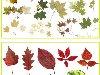 Фотографии осенних листьев. Формат: PNG Количество изображений: 10