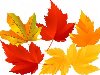 осенние листья. (Осень – жёлтые, оранжевые и красные листья)