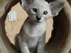 Сиамский котенок SIA-PRIDE*BY