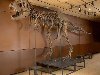 В США задержали человека, который торговал скелетами динозавров