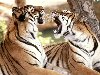 Пара тигров заигрывает Любовные игры в исполнении больших хищных кошек.