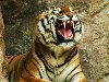 Основной же пищей уссурийских тигров в природе являются олени, ...