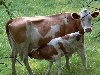 Дуже рідко трапляються випадки, коли корови народжують трьох телят за раз.
