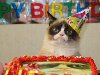 Кошка по кличке Тард 4 апреля отметила первый день рождения.