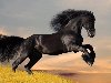 Фото красивых лошадей