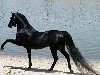 Красивые лошади в сборнике новых обоев и фото