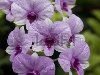 красивые орхидеи Фото со стока - 10561831 красивые орхидеи
