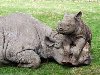 теги: дети, животные, люди с животными, носорог u0026middot; Носорог с детенышем