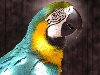 Самый большой попугай - Зеленокрылый ара