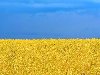 ... как символ достатка – желтый цвет. flag. В советское время флаг Украины ...