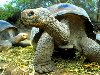 В древнейшие времена китайской культуры кусочки панциря черепахи служили для ...